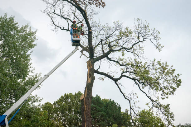 Reliable La Fayette, AL Tree Services Solutions