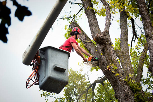 Best Root Management and Removal  in La Fayette, AL